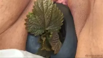 cervix experiment with nettles