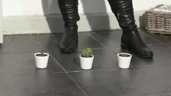 3 Cactus Crush