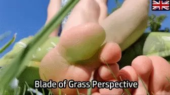 Blade of Grass Perspective (small version)