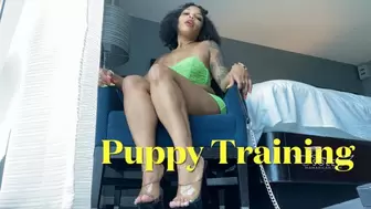 Basic Puppy Training