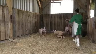 3 #pigs in the #barn #homeslaughtering roleplay in a real #stable