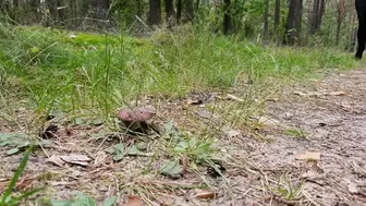 Mushroom Walkover&Crush in Timberlands