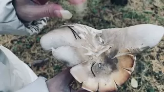 Crush mushroom with claws