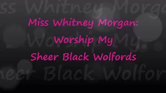 Worship Whitney's Sheer Black Wolford Pantyhose