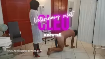 Cleo Domina - Veterinary visit - a new tail