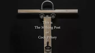 Locked into the Milking Post