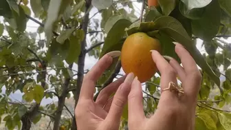 nails tapping and scratching the fruit that is still growing on the tree