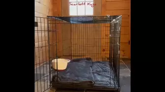 Scarlett Kage - Puppy Care part 1 - puppy waits in his cage while Scarlett works, then gets to eat pussy for lunch MP4